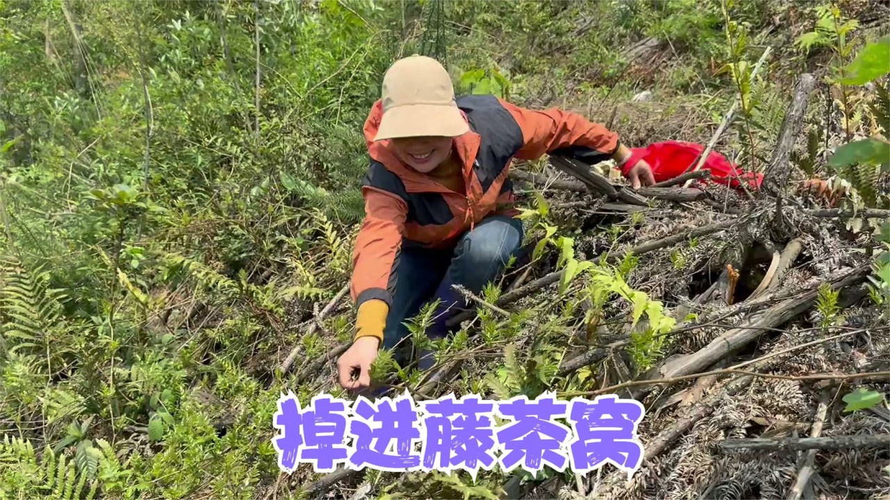 老妈一群人上山采藤茶，掉进藤茶窝了阿恋去支援，每个人收获满满