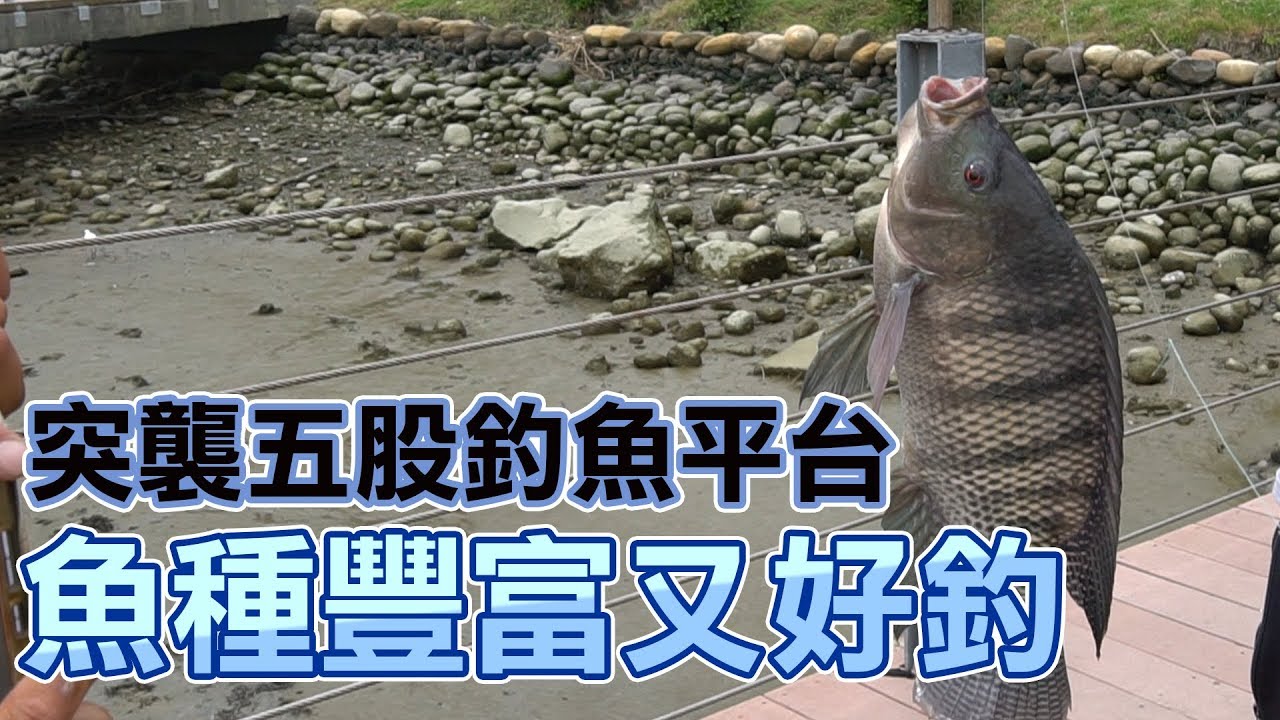 【老蟹愛釣魚】淡水河口五股聖母宮釣魚平台大爆釣！想不到這裡除了風景宜人之外還有精彩的豐富生態。