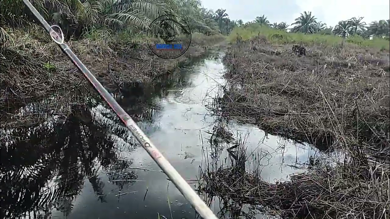 Memburu Monster gabus di spot kanal sawit mantap 
