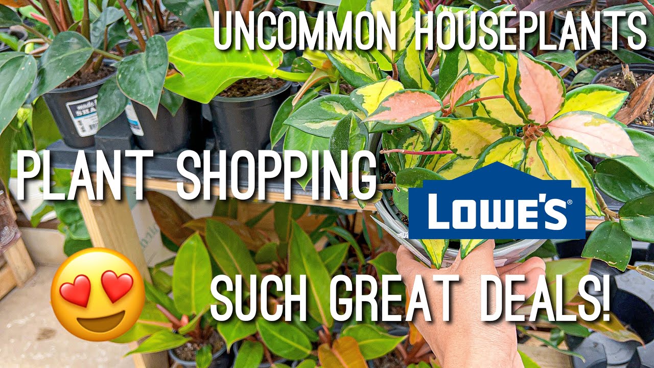 Cheap Uncommon Houseplants! Plant shopping at Lowe&rsquo;s big box store! Shop with me! 🪴📦