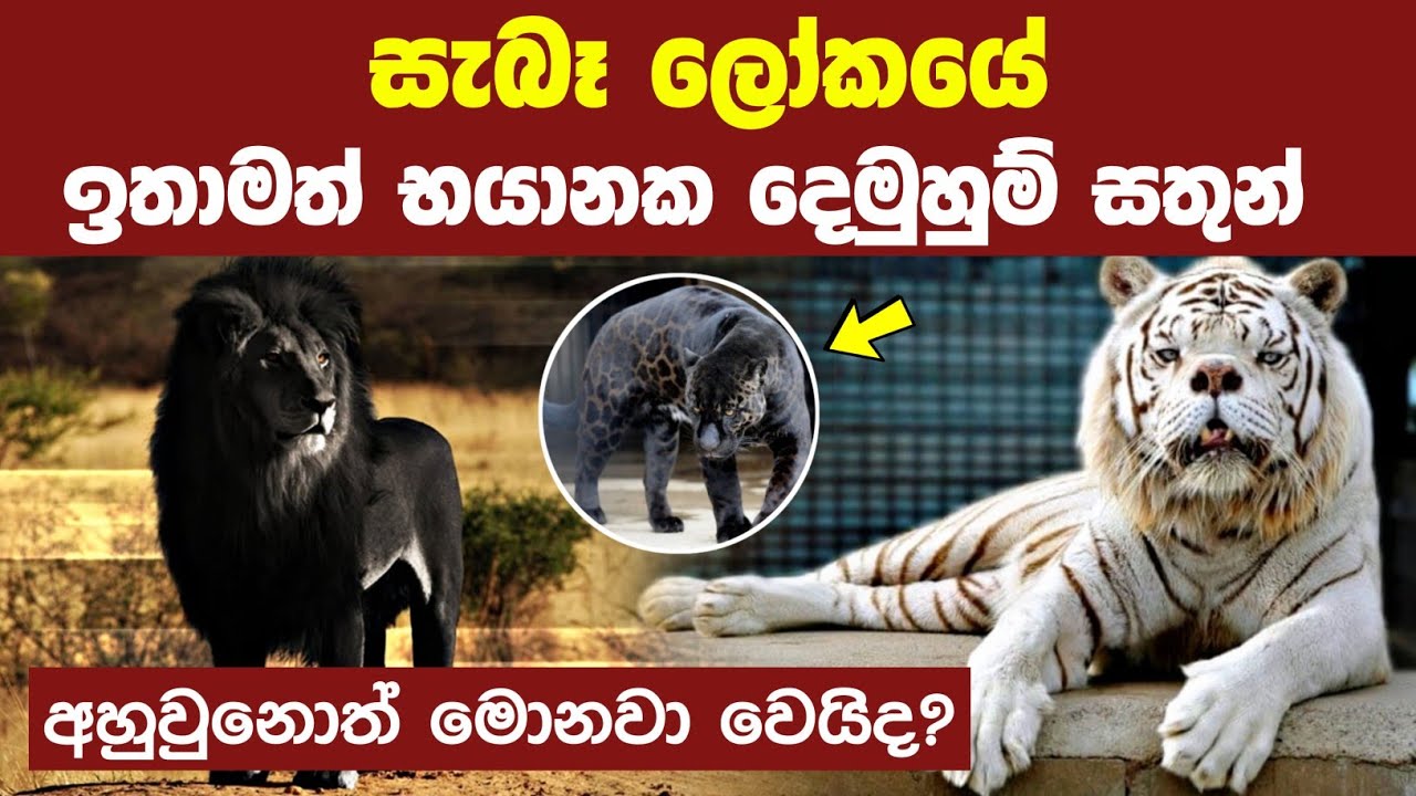 ලෝකයේ ජීවත්වෙන භයානක දෙමුහුම් සතුන් 8ක් | 08 Scary Hybrid Animals that Actually Exist