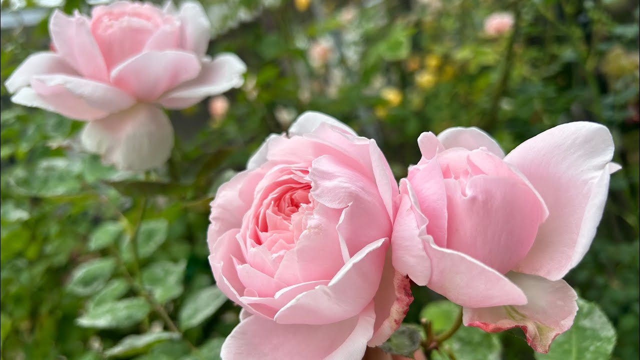 20240515 Rose Garden Tour #巡园记 加州五月清冷的天气简直是David Austin Roses的天堂啊！#入玫瑰坑第三年 #花园在不远游 #zone9b #Socal