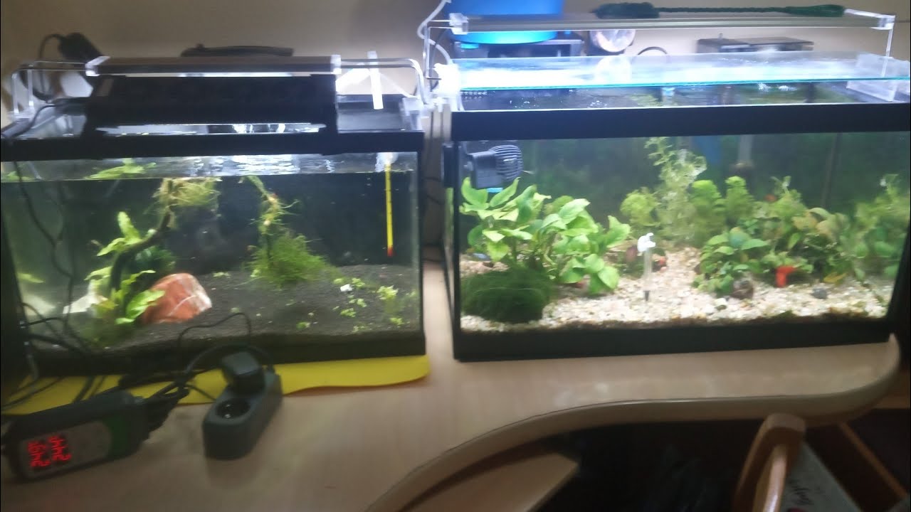 COMO CAMBIAR el SUSTRATO de mi ACUARIO I REINICIO de ACUARIO