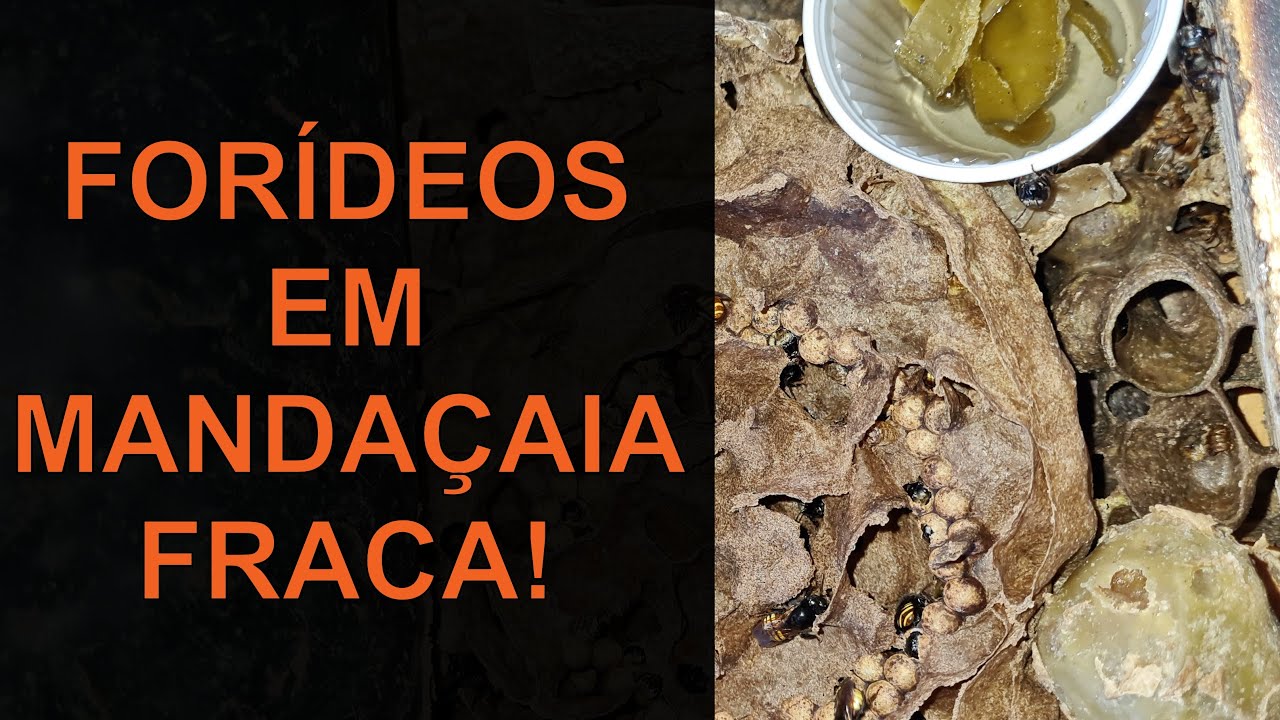 FORÍDEOS - COMO LIDAR (Enxame com problemas)