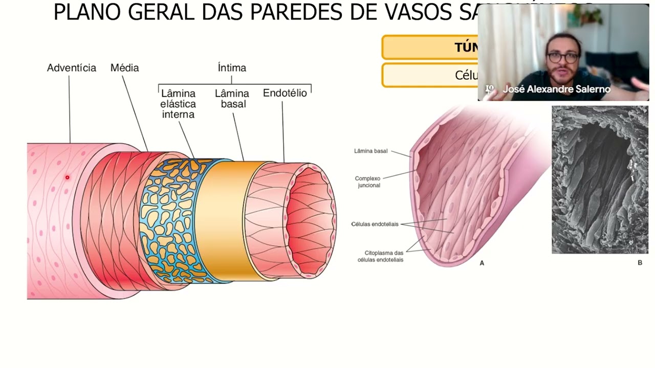 Histologia Vascular (CORTE DE AULA)