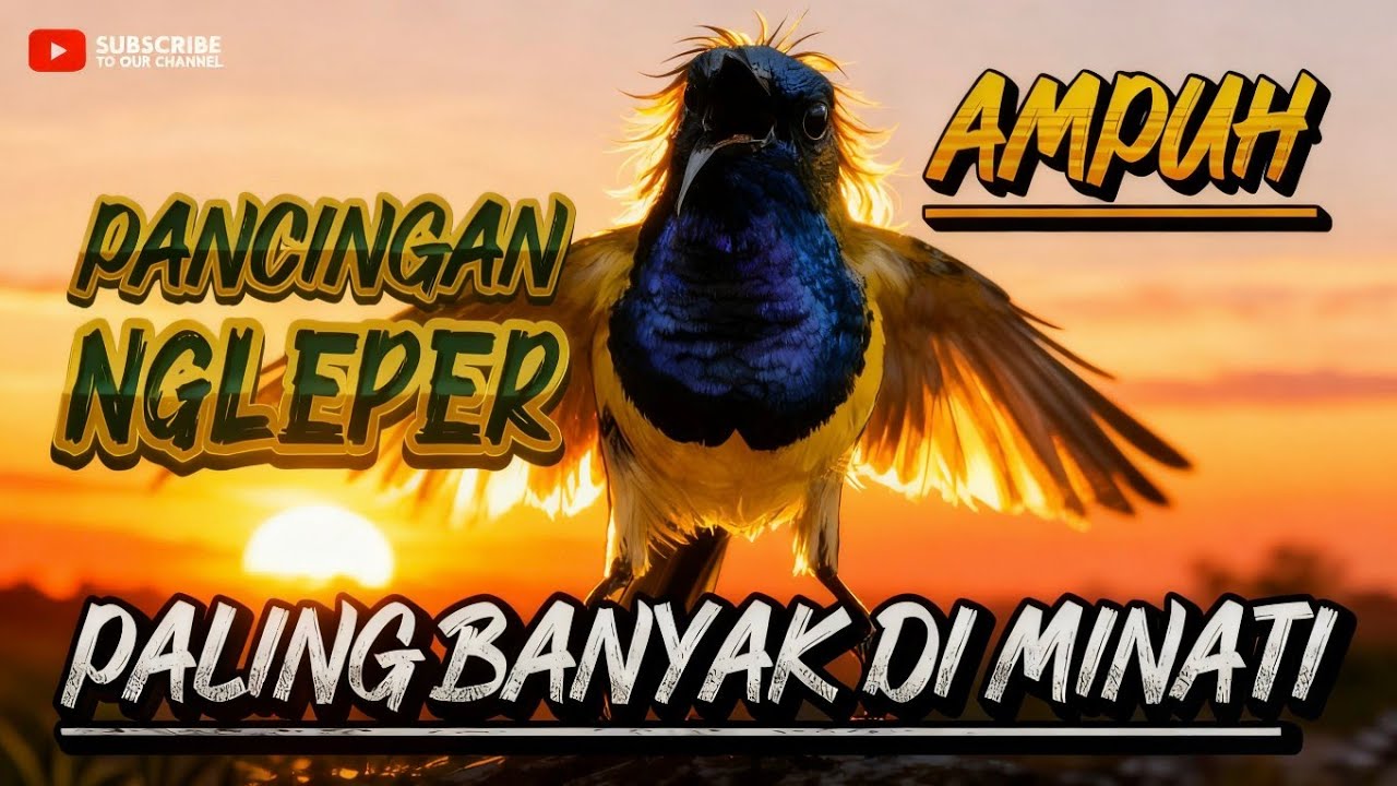 Pancingan sogon supaya ngleper ‼️ yang paling banyak diminati #sogonngleper #sogon 