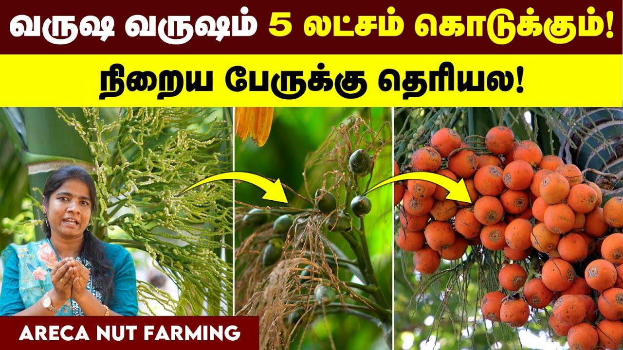 காய் முதல் மட்டை வரை எல்லாமே பணம், செய்றீங்களோ இல்லையோ ஆனா தெரிஞ்சிக்கோங்க| பாக்கு மரம் Agri series