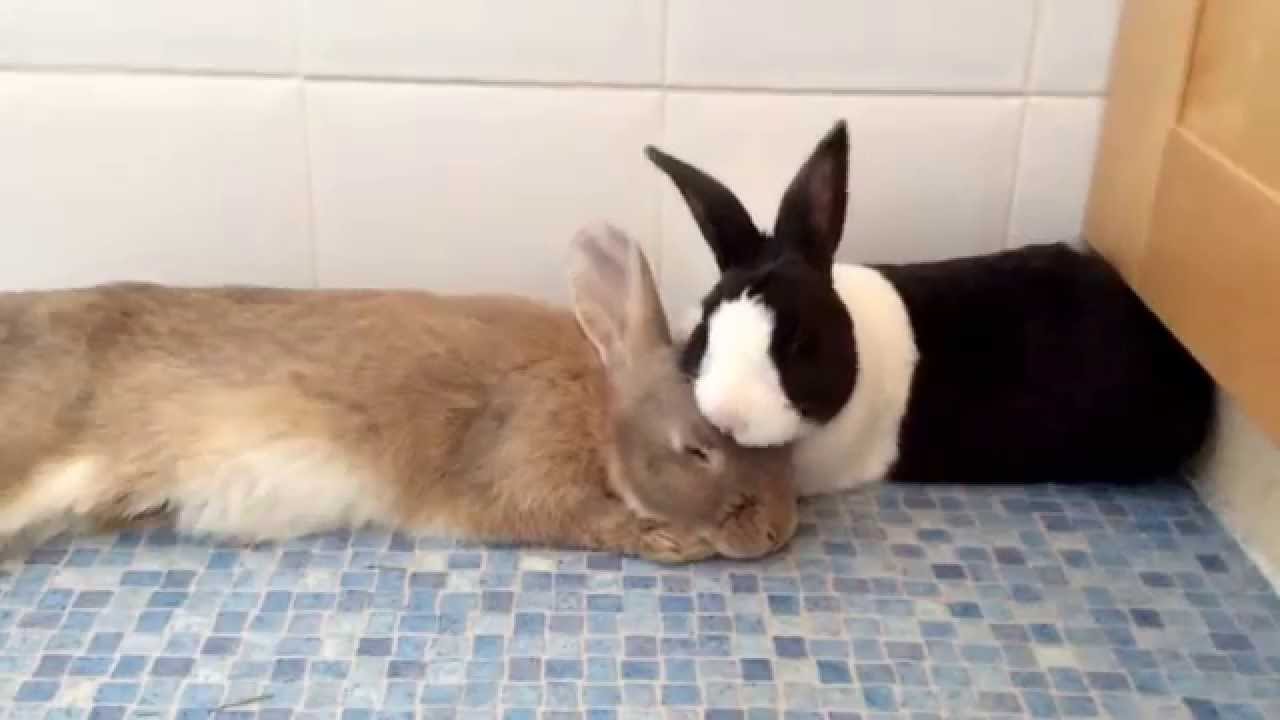 Cuddles and grooms x