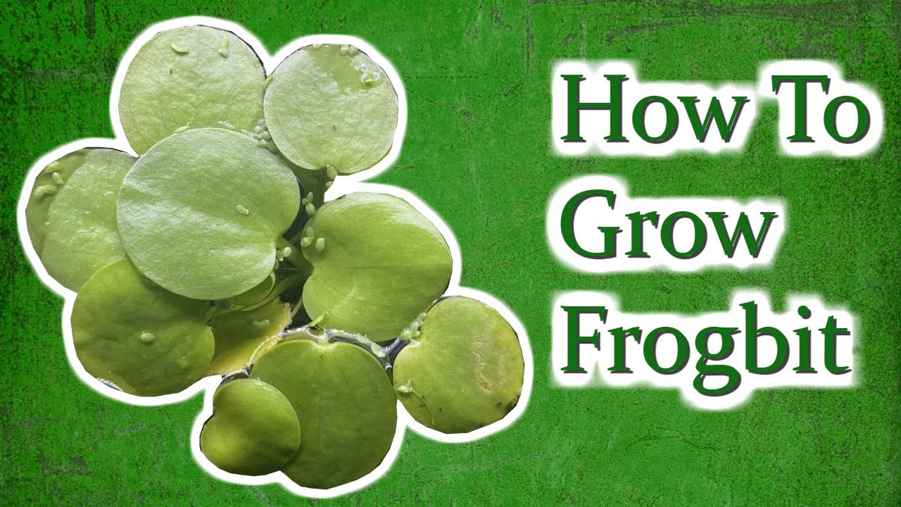 Как вырастить Frogbit