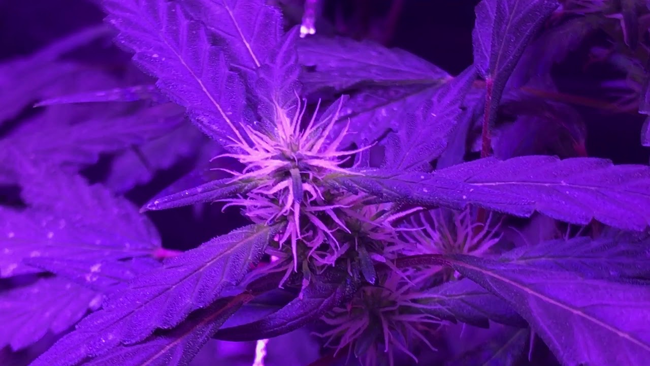 MarsHydro 300w & Viparspectra 300w LED Grow Light Series #9