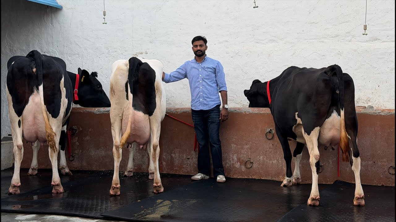 🛑Live🛑 from Jashan Dairy Farm,, Call- 90508 22471