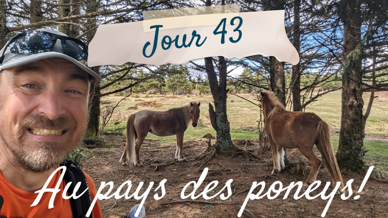 Jour 43 👣🌳⛺️ Au pays des poneys - Appalachian Trail 2024