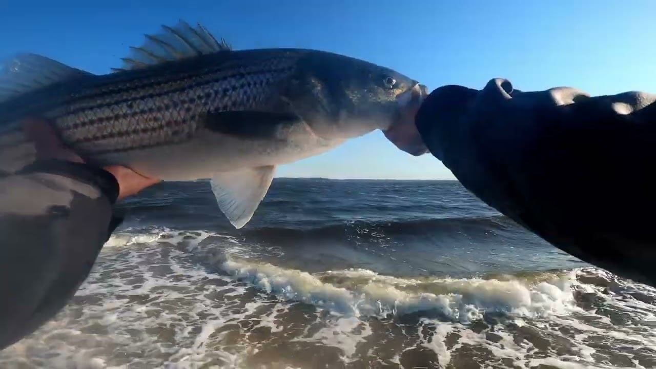 Sandy hook striped bass non stop action
