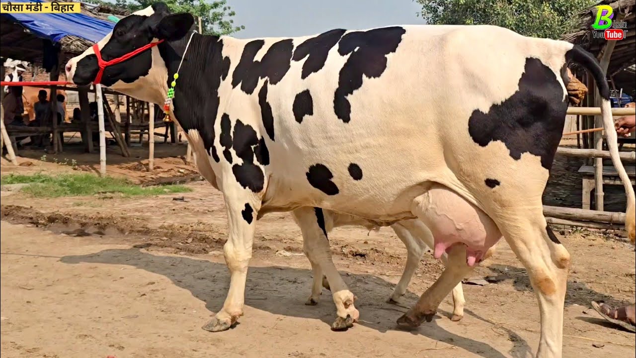 #बिहार मे चुनाव के करीब #चौसा मंडी मे यह सब बिकाऊ गाय देखने को मिली | Chausa Pashu Mandi  | Desi Cow