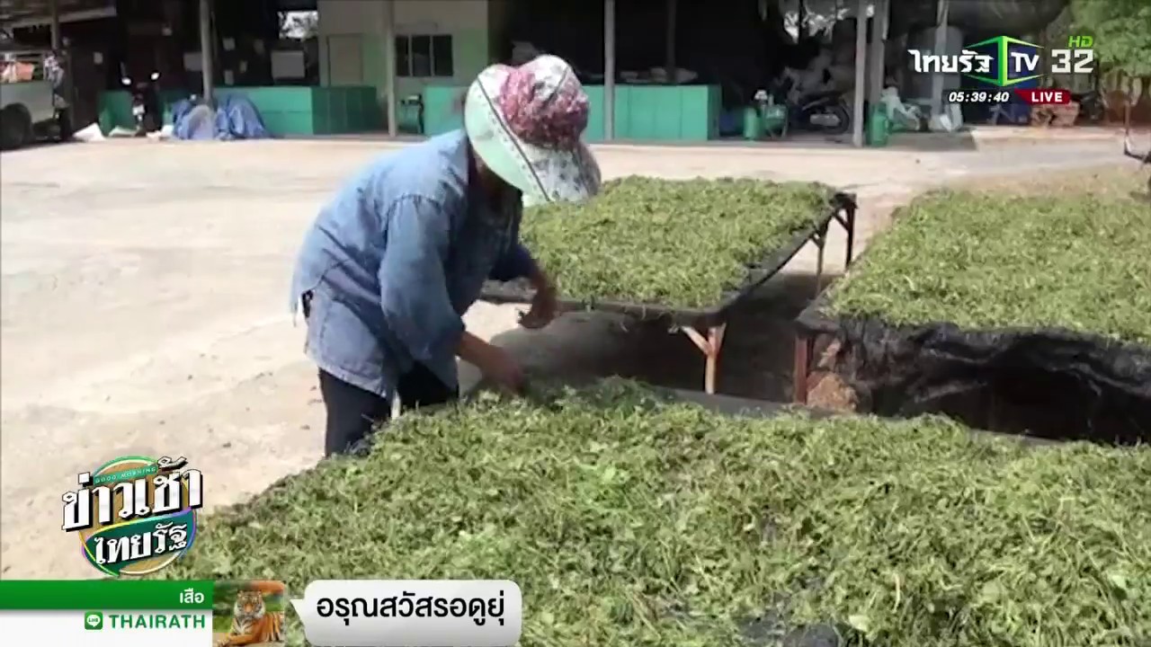 เลิกทำนา หันมาปลูกสมุนไพรส่งขาย | 30-03-61 | ข่าวเช้าไทยรัฐ