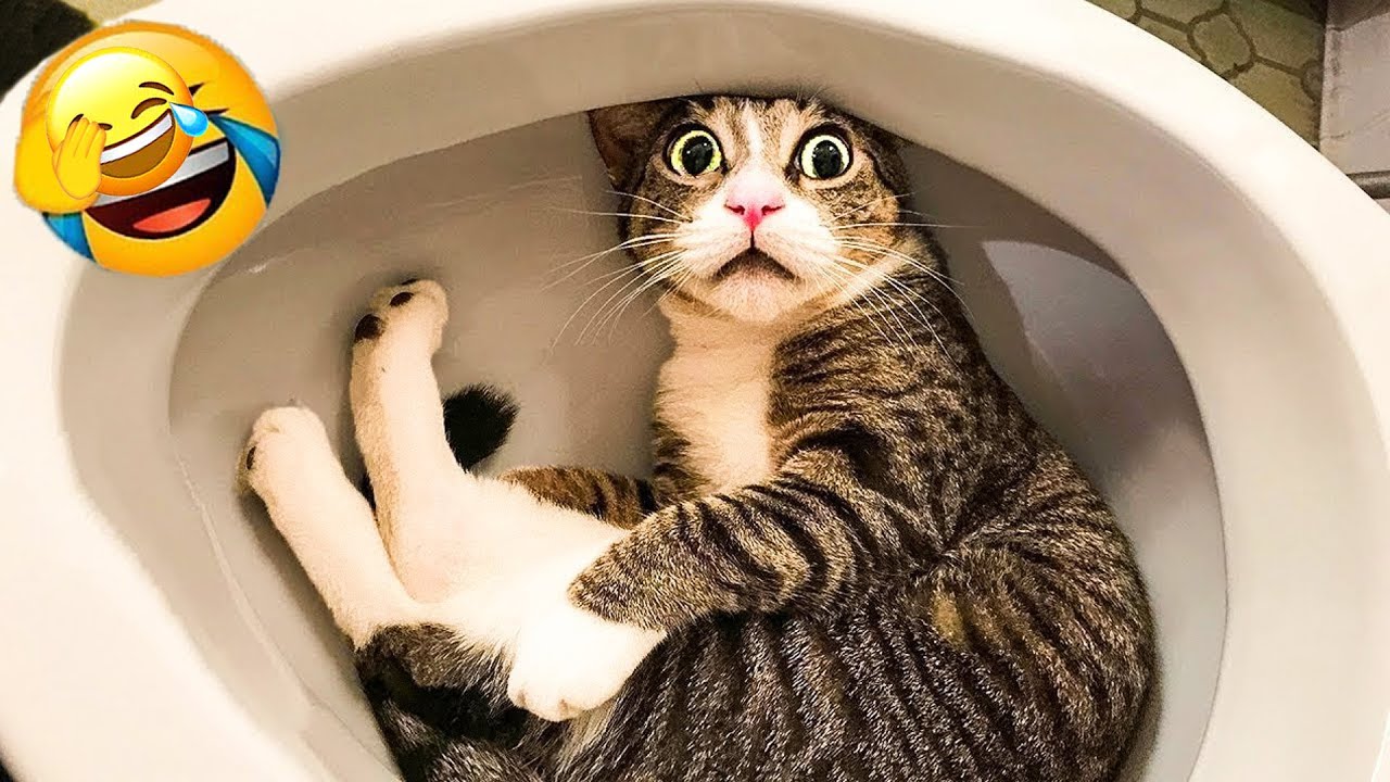 You Laugh You Restart 😻 Funniest Cats and Dogs 2026 🖤 🦮 Part 13