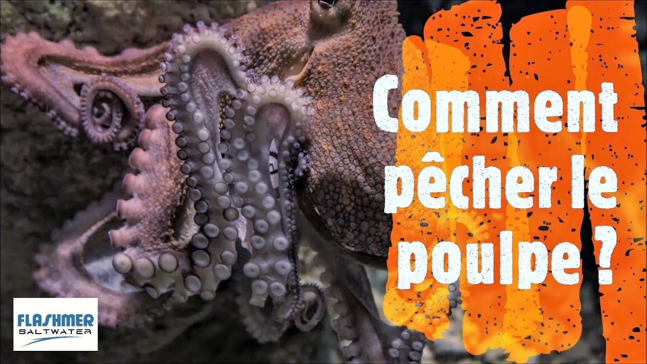 Comment pêcher le poulpe ?