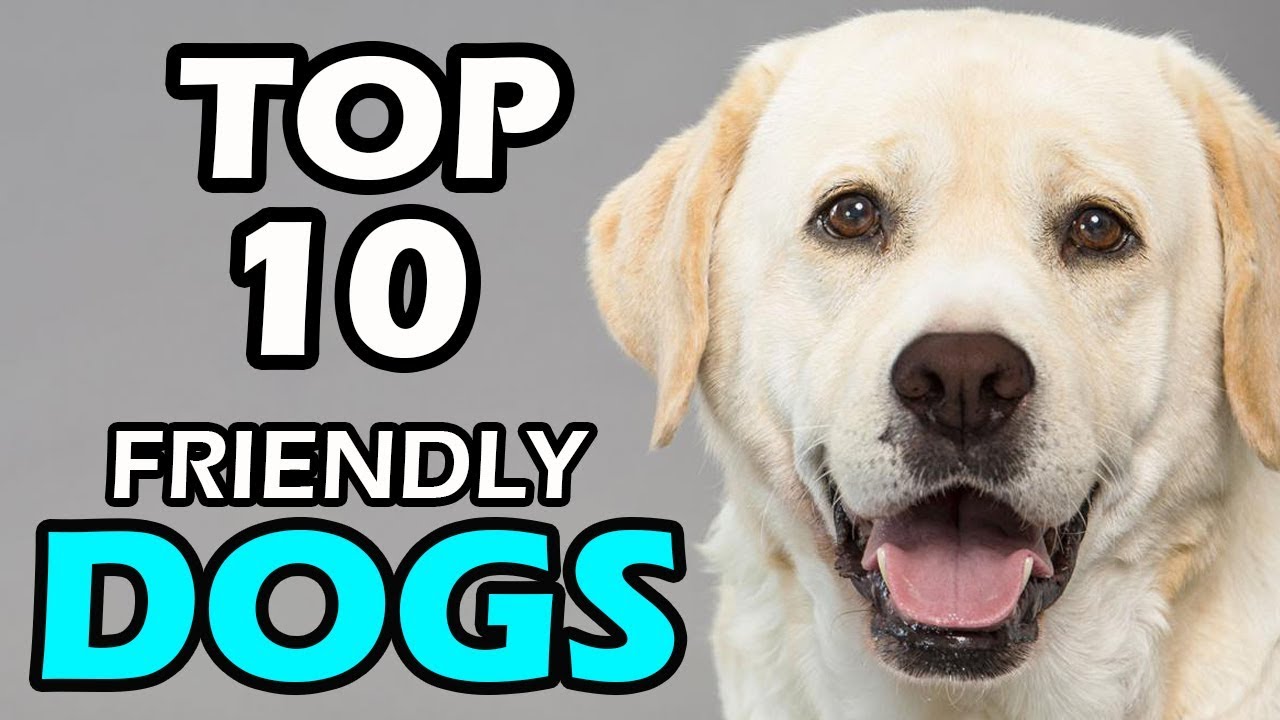 TOP 10 FRIENDLY DOG BREEDS