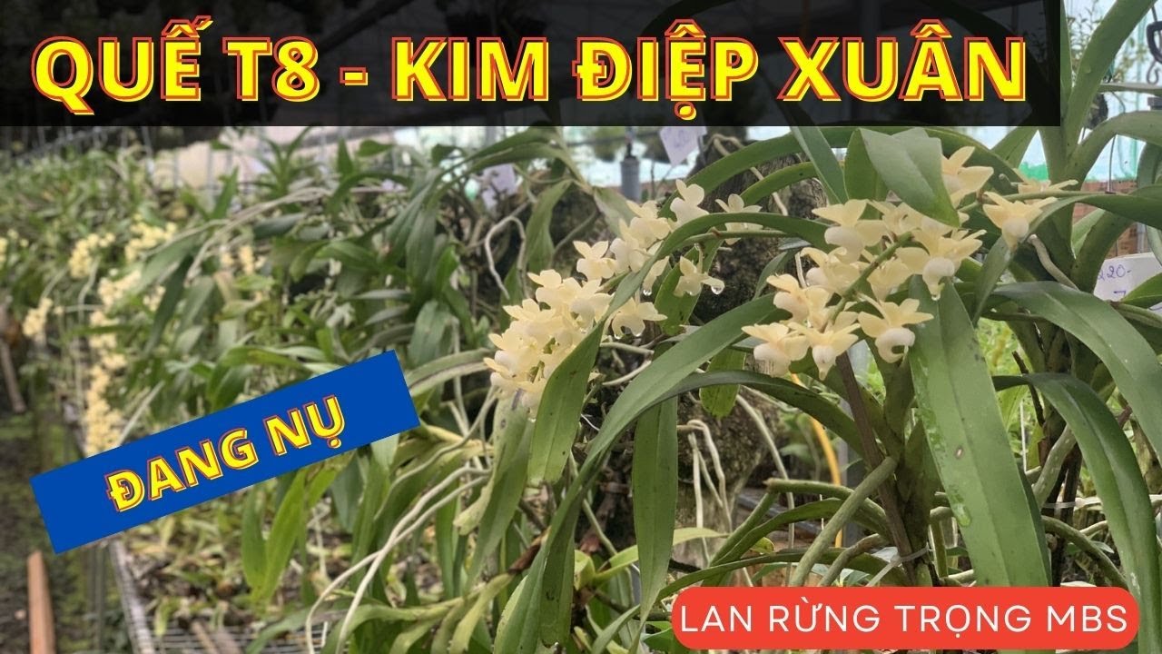 Quế trắng đang nụ, v&agrave; v&agrave;i t&aacute;c phẩm hoa lan đẹp | 039 249 7777