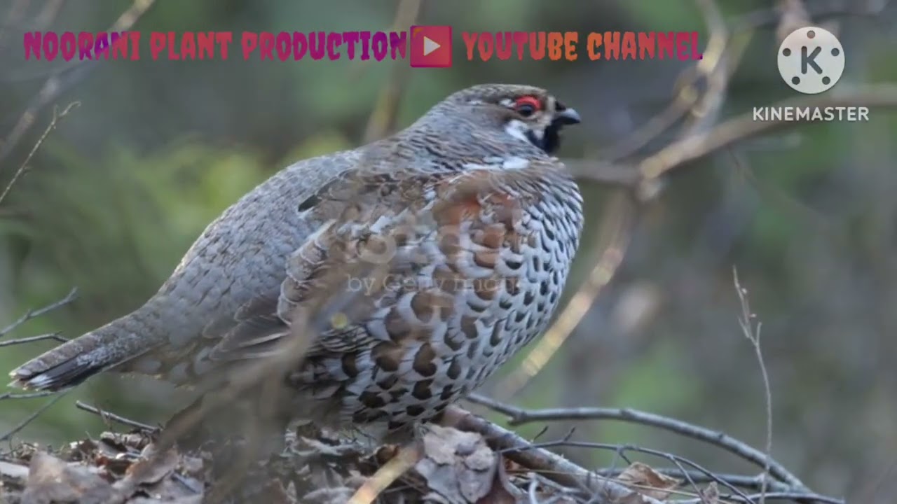 The Grey Partridge classic Bird