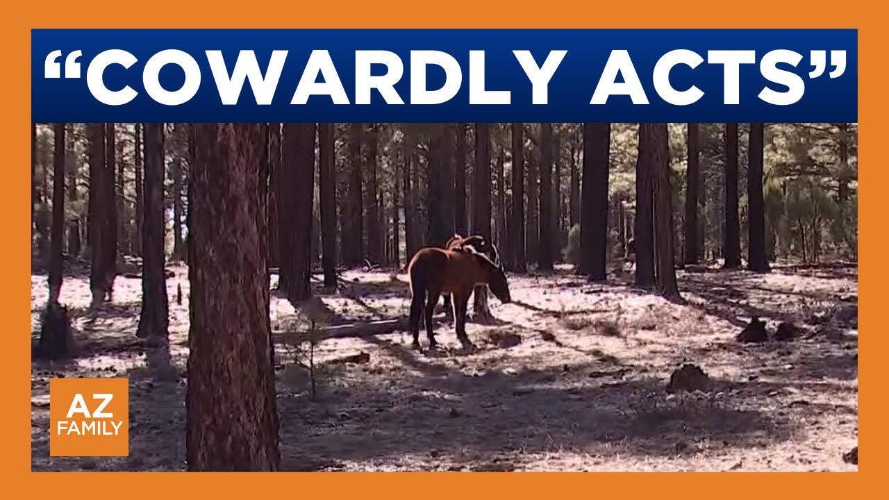 Advocates seek answers after 9 wild horses killed in Arizona forest