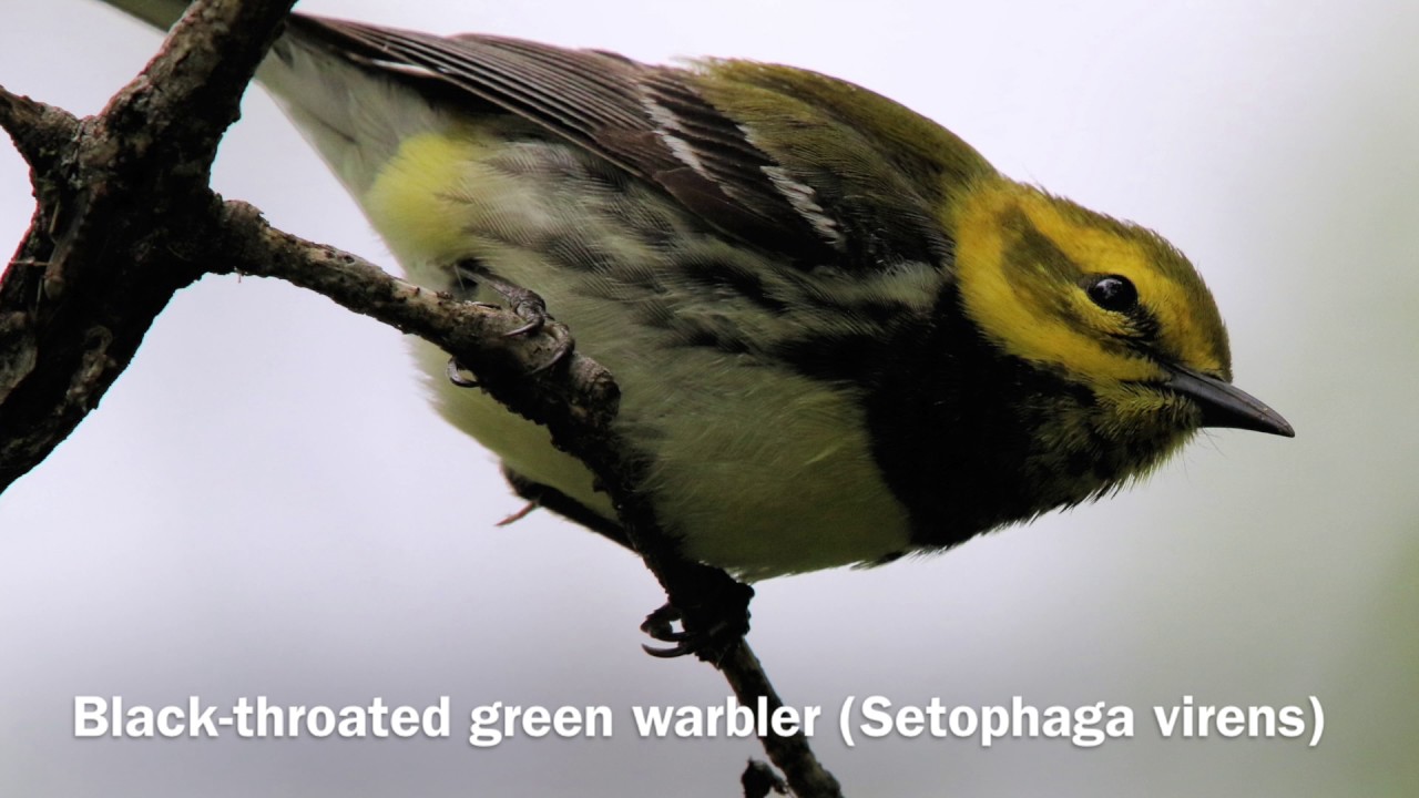 The Sights (and Sounds) of Migrating Warblers