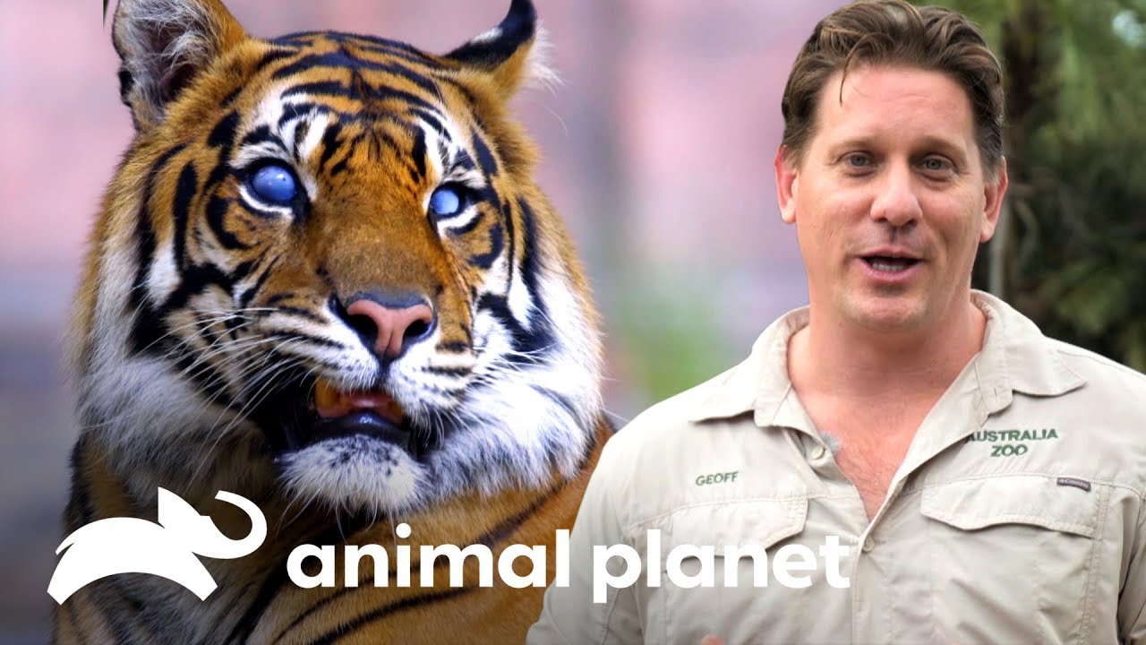 Tigre con ojos prostéticos es revisado por oftalmóloga | Los Irwin | Animal Planet