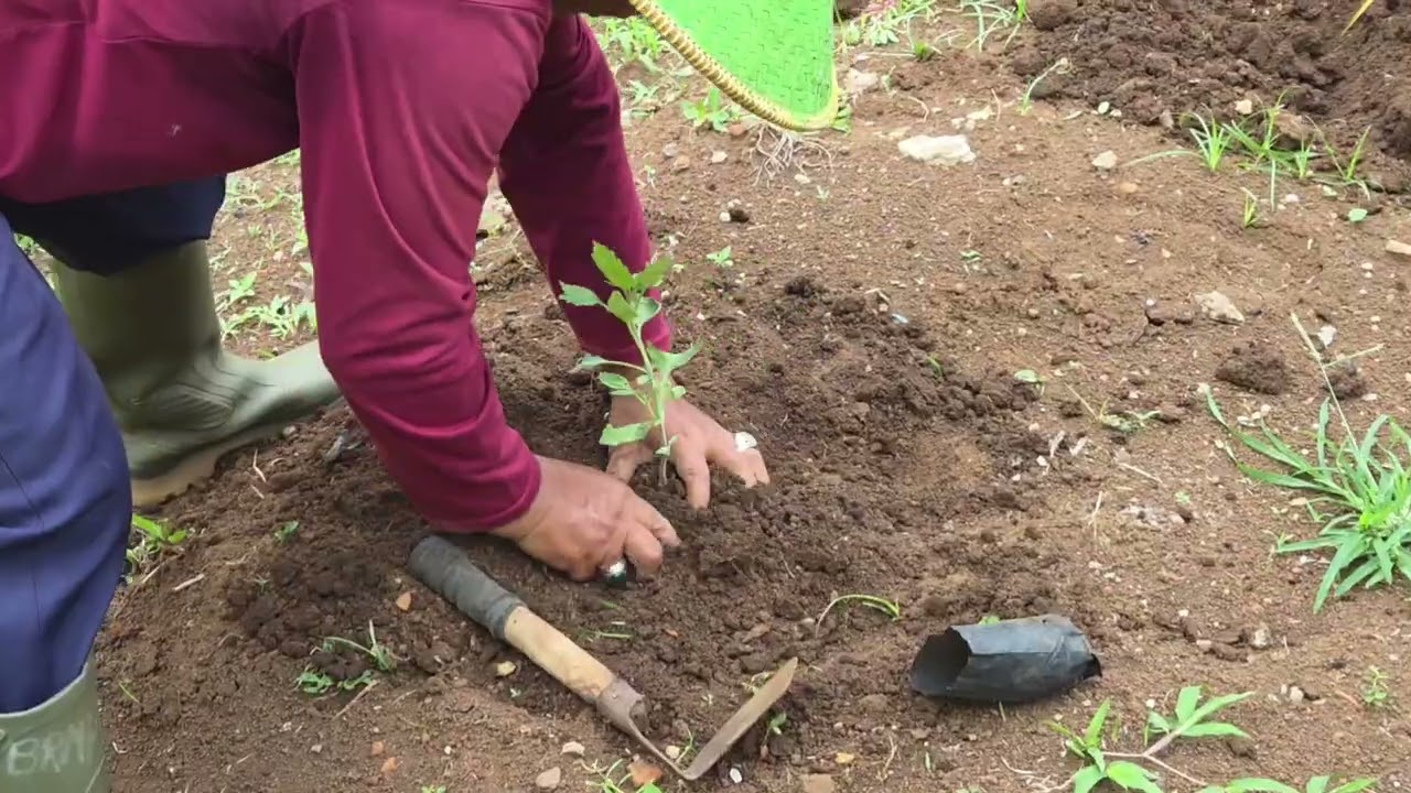 Budidaya Nilam