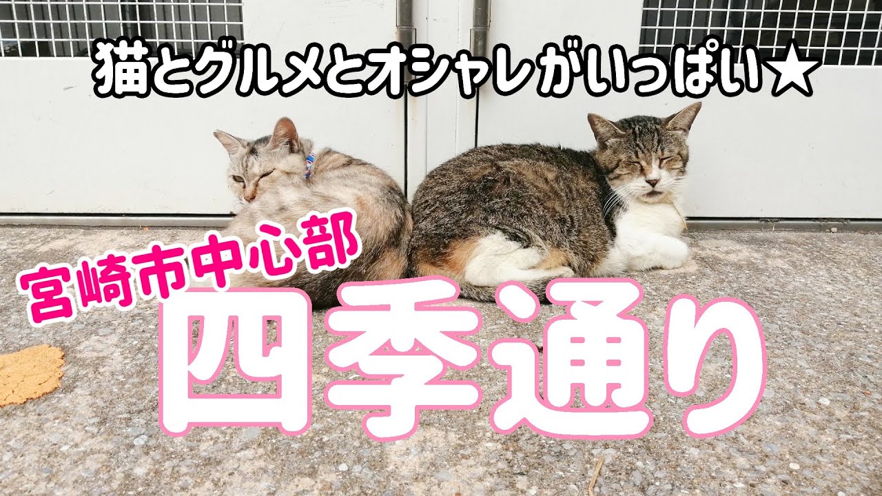 【宮崎市中心部】オシャレとネコちゃんがいっぱい！四季通りのランチスポットをご紹介！