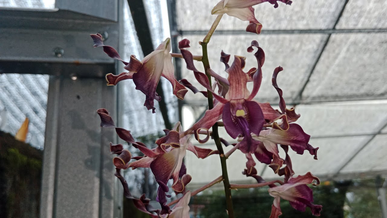 Live anggrek Dendrobium, Cattleya spesial dari Lampung