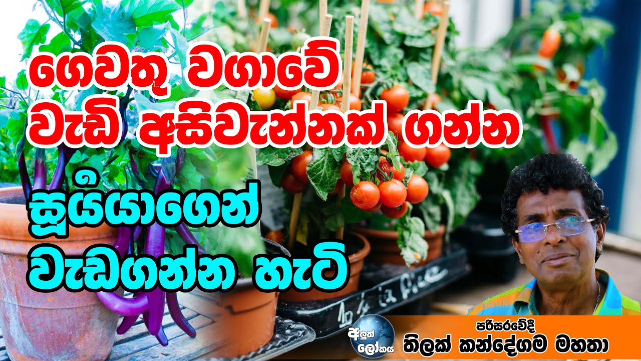 ගෙවතු වගාවේ වැඩි අසිවැන්නක් ගන්න සූර්‍යයාගෙන් වැඩගන්න හැටි - THILAK KANDEGAMA