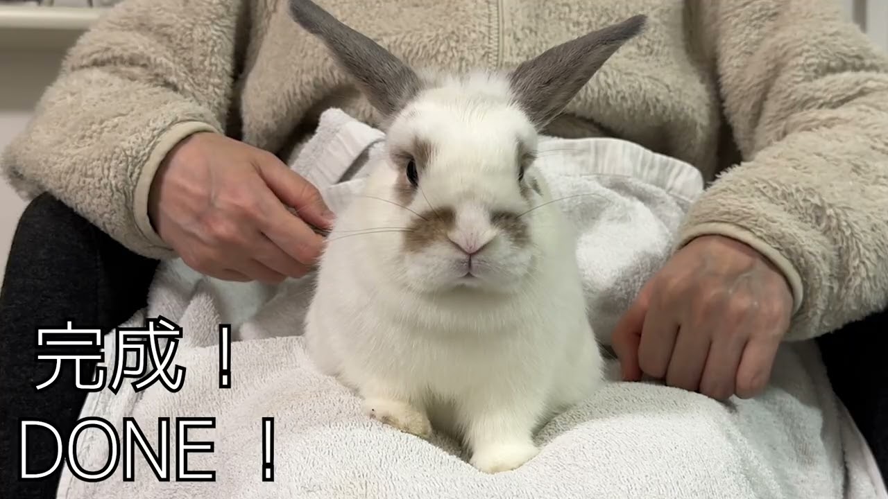 お膝の上でブラッシングされる子ウサギさんがあどけなくてかわいい