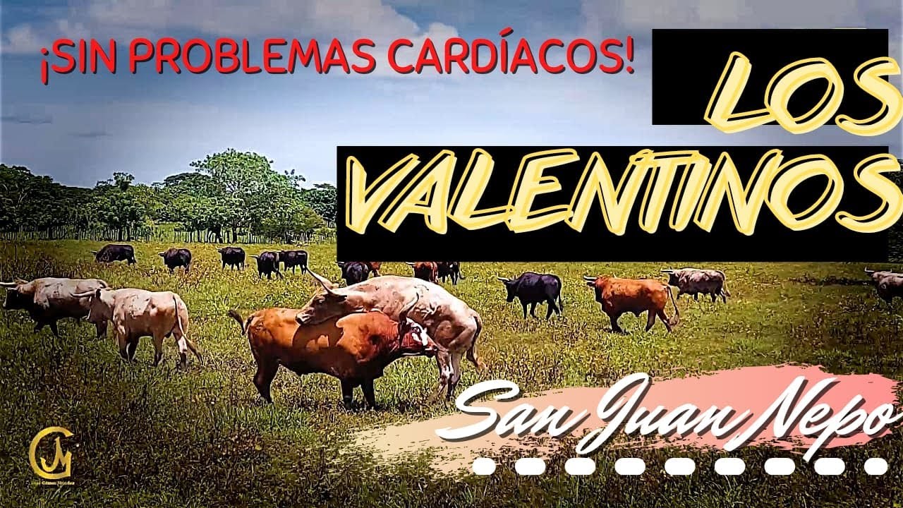 Ganadería la Valentina para San Juan Nepomuceno, Bolívar| Dr. Álvaro Oliver.