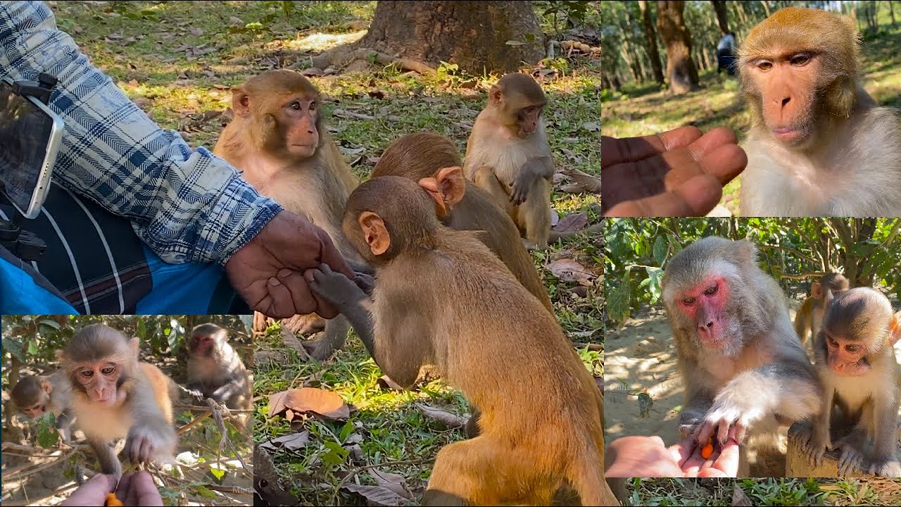 8 Minutes of real monkey Life: Daily routine & human interaction in wild forest.🌿🌳🐒🍌