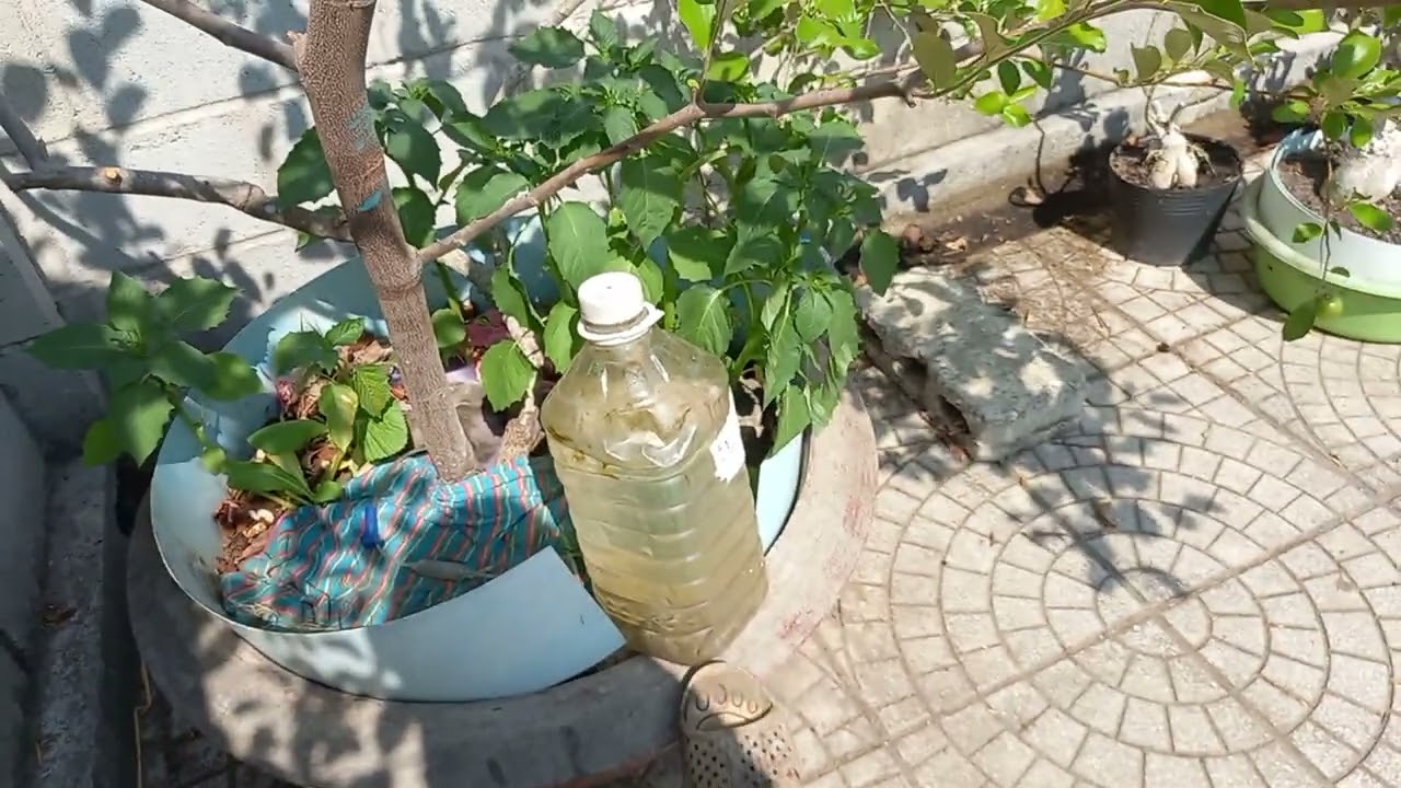 Tập 99 Cây táo cắt cành thay đất sau 1 tháng