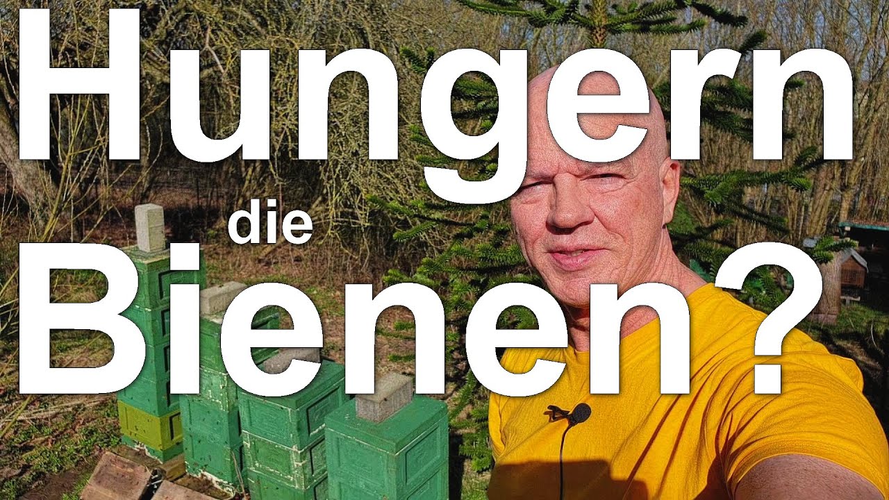 Bienen Ende M&auml;rz: Achtet auf das Futter! Das Verhungern beginnt