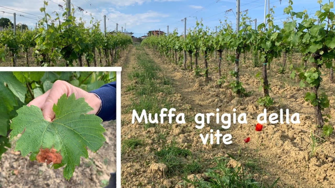MUFFA GRIGIA della VITE: una malattia funginea da non sottovalutare