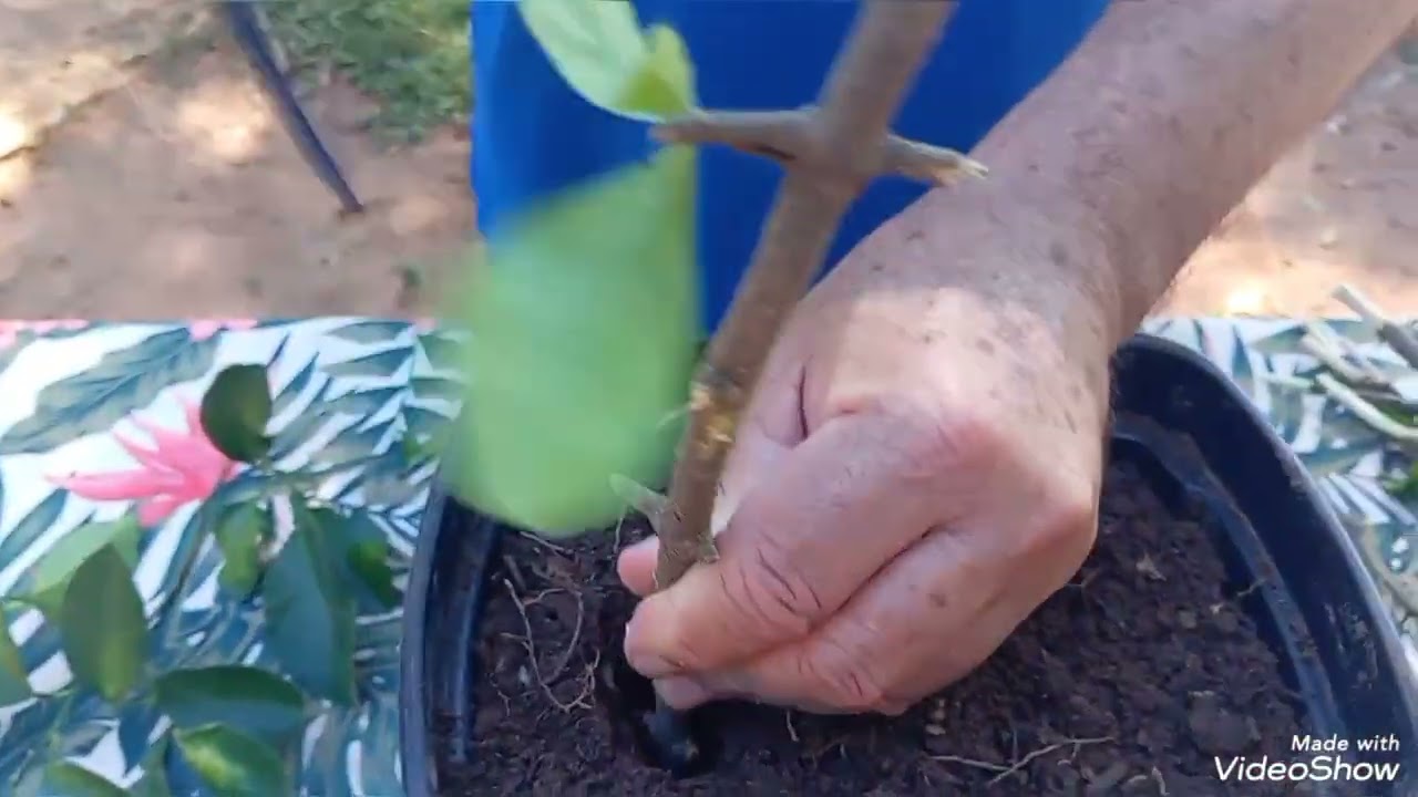 Técnica fácil para multiplicar tus plantas a través de sus tallos. 