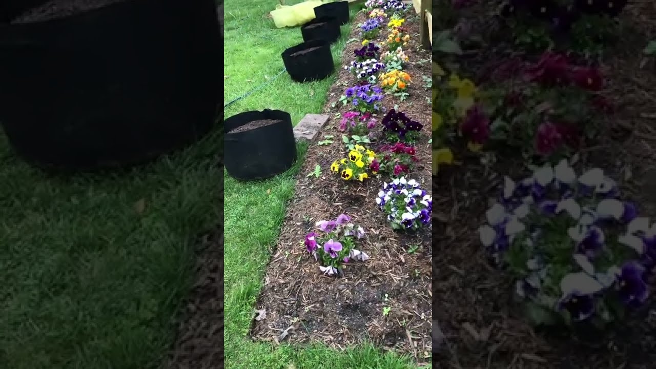Garlic, new tomato plantings, and impromptu garden tour. Zone 7