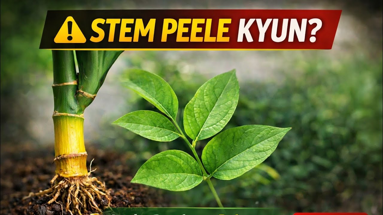 NAVITA HOME GARDEN is live!Lucky Bamboo Neeche Se Peela? Belpatra Care & Summer Plants LIVE
