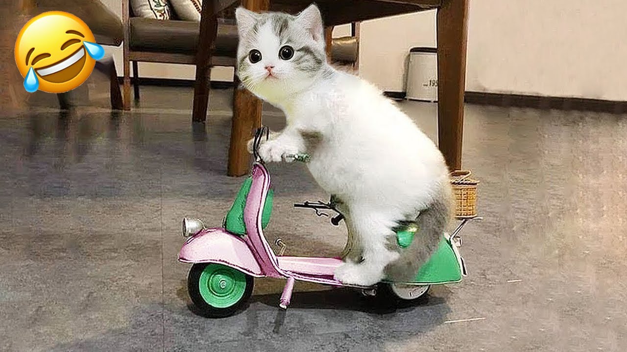 Funny Animals 2025 🤣 Very Funny Cats & Dogs Videos 🐱🐶 PART 1