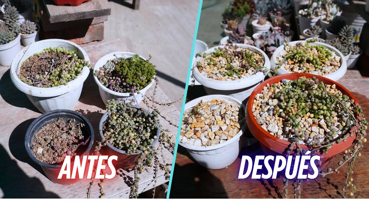 Senecio Rowleyanus Variegado - Transplante