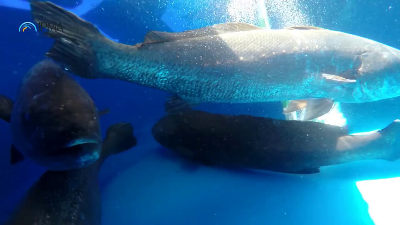 Cedência de reprodutores de corvina a uma exploração em França