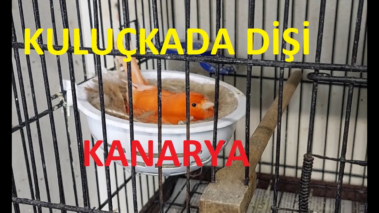 Kanarya Bakımı Kanarya Üretim Kuluçkadaki Dişi Kanaryaya Nasıl  Bakım Yapılır (Gloster Kanarya)