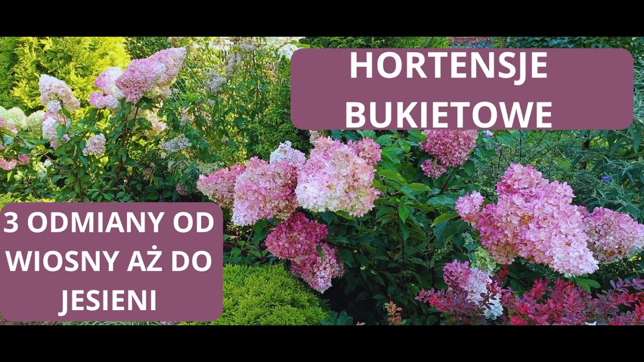 Hortensje Strong Annabell  - Vanille fraise -  Little lime - jak wyglądały w sezonie.