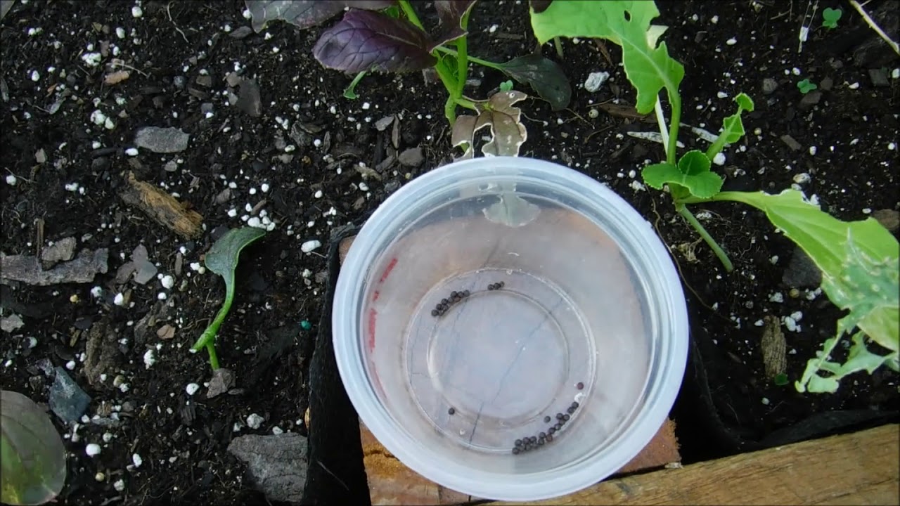 How To Collect Bok Choy Seeds, How To Harvest Bok Choy Seeds, What Do Bok Choy Seeds Look Like