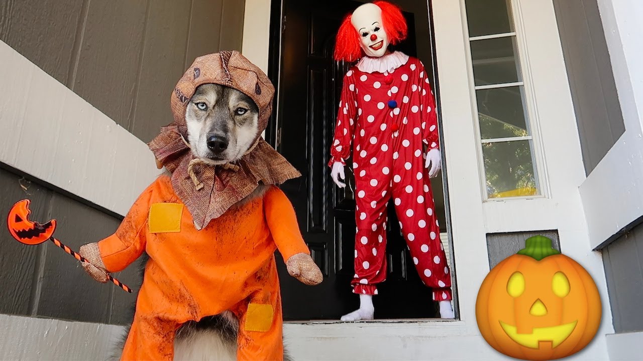 Puppy Goes Trick or Treating to the Wrong Houses!
