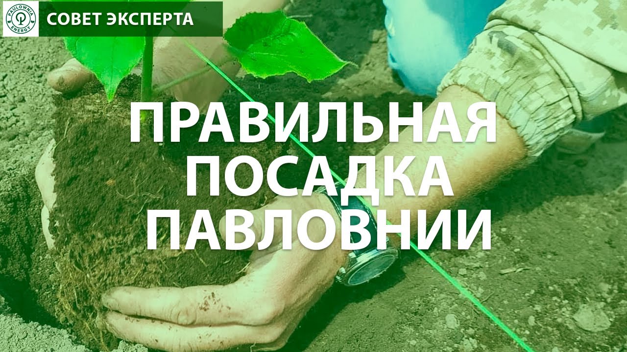 Павловния посадка и уход. Как правильно сажать Павловнию? Особенности, советы и рекомендации.