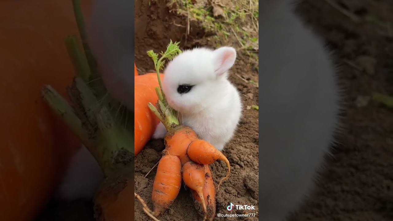 Pentru iepurași mei🥺🥺