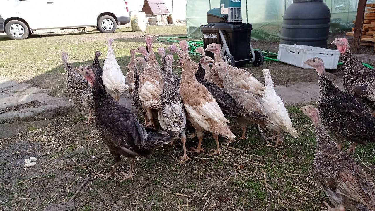 Małe kozy już szaleją. Zimowe indyki ładnie urosły. Kurczaków robi się fajna gromada. 🐐🦃🐣
